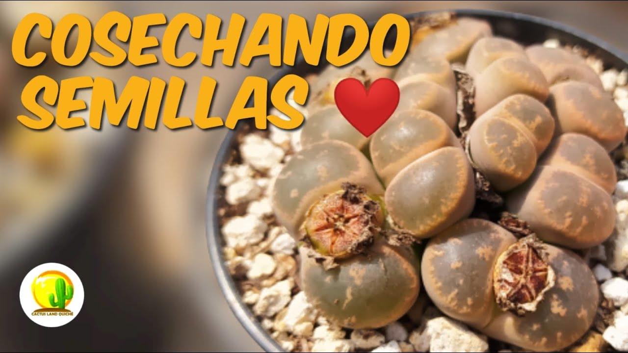 Tenemos muchas SEMILLAS de nuestros lithops // CACTUS LAND QUICHÉ// #injertos #semillas #astrophytum