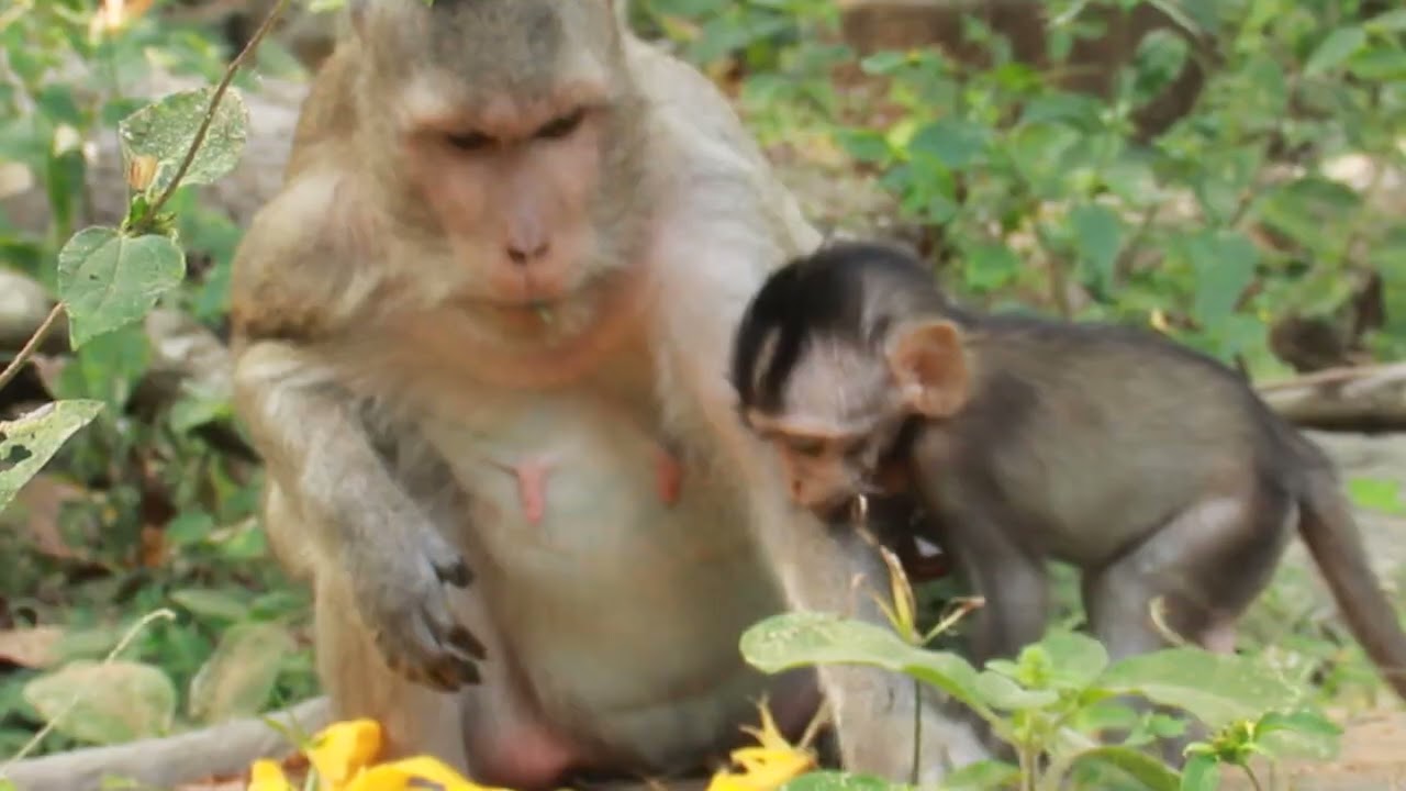 Adorable monkeys 