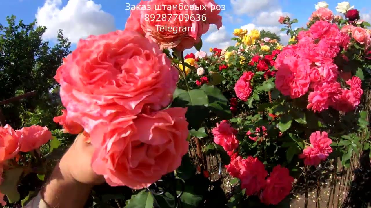 Песня  всех розоводов страны.Штамбовые розы питомник