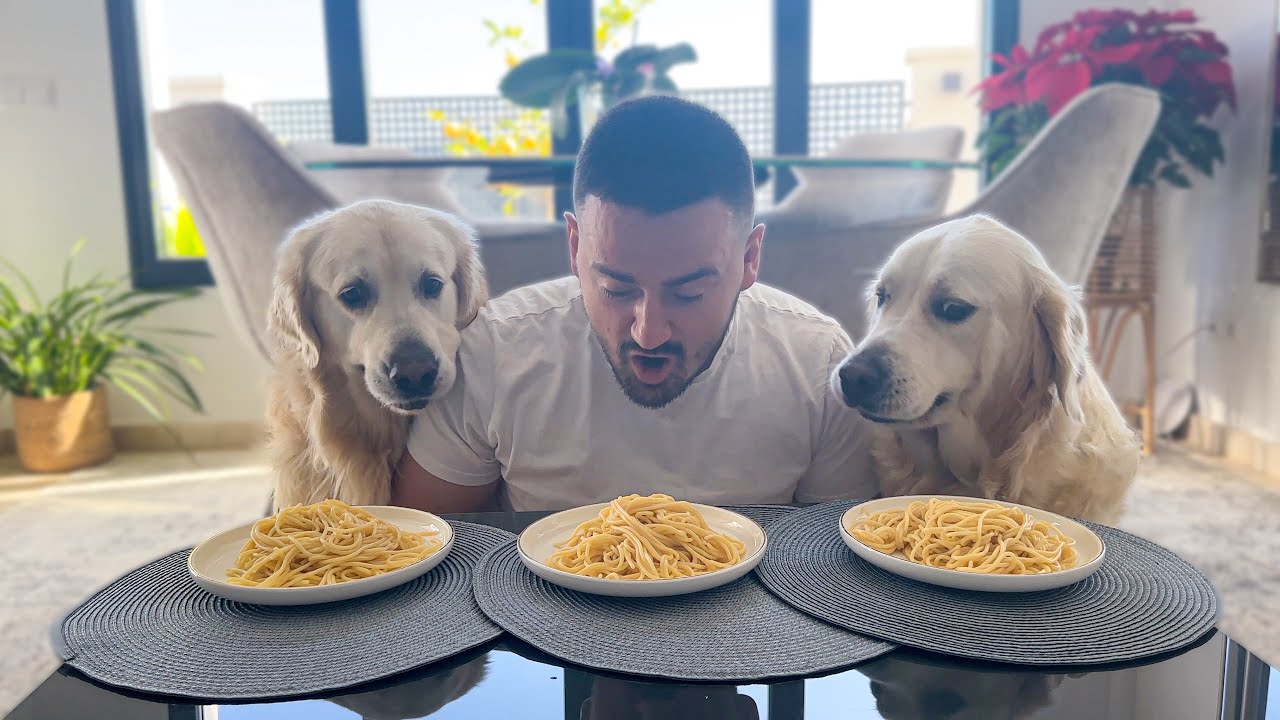 Spaghetti Eating Competition: My Golden Retriever Dogs vs. Me