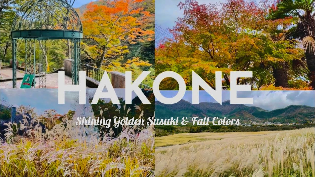 黄金のススキと紅葉に癒される箱根秋旅🌾｜Shining Golden Susuki in Hakone