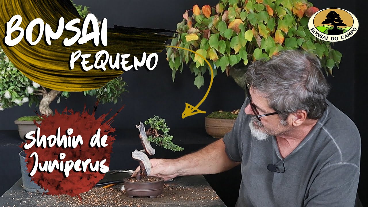 SHOHIN DE SHIMPAKU. O encanto dos Bonsai pequenos!