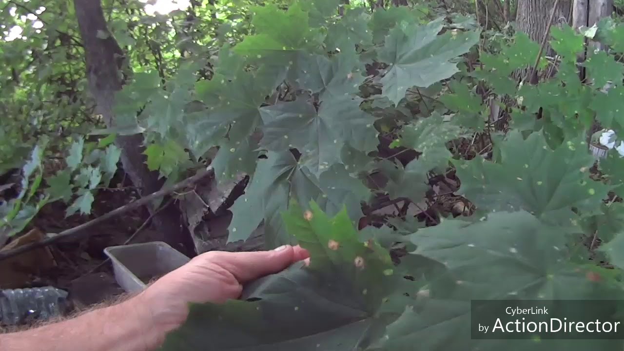 Первая ломка берли.