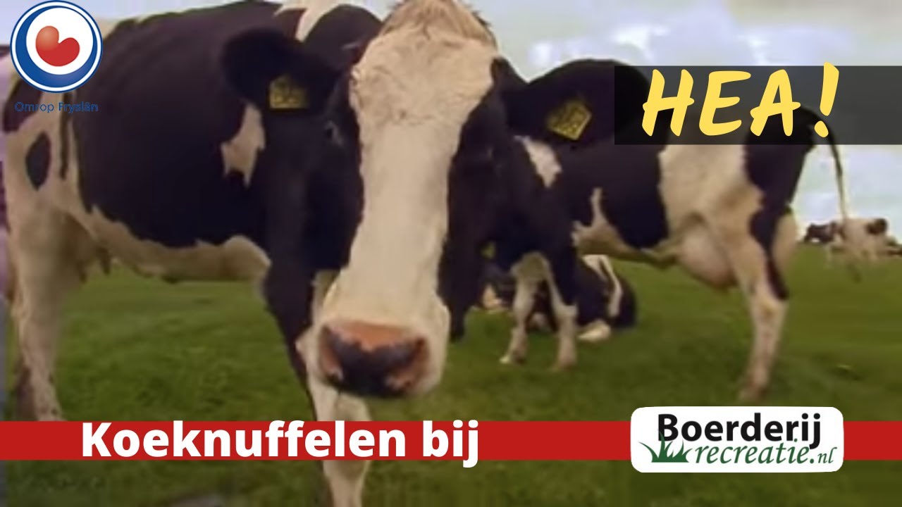 HEA! Koe knuffelen in Delfstrahuizen