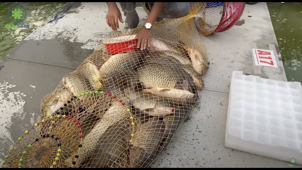CÂU CÁ CHÉP BÌNH DƯƠNG - CẦN HẮC ĐẤU THỂ HIỆN - BẮT CHÉP TO NGOAN NHƯ CÚN