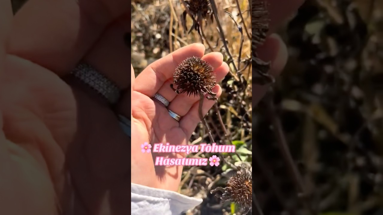 Ekinezya tohum hasatı #bitkisel #bitkisel&uuml;r&uuml;nler #garden #flowers #nature #gardening #doğa