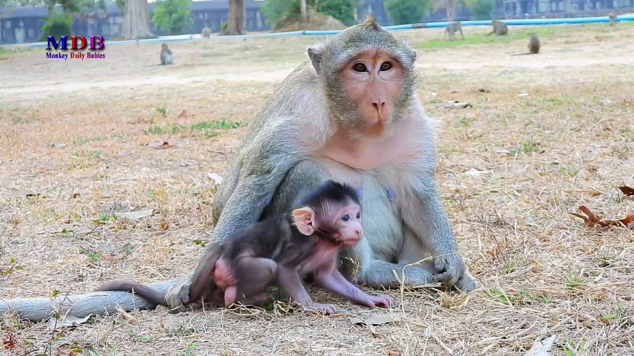 Milta Gently Weans Baby Miltan — Cute Learning Moment