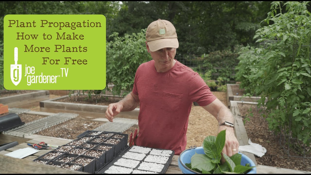 Simple Plant Propagation | How to Make More Plants for Free