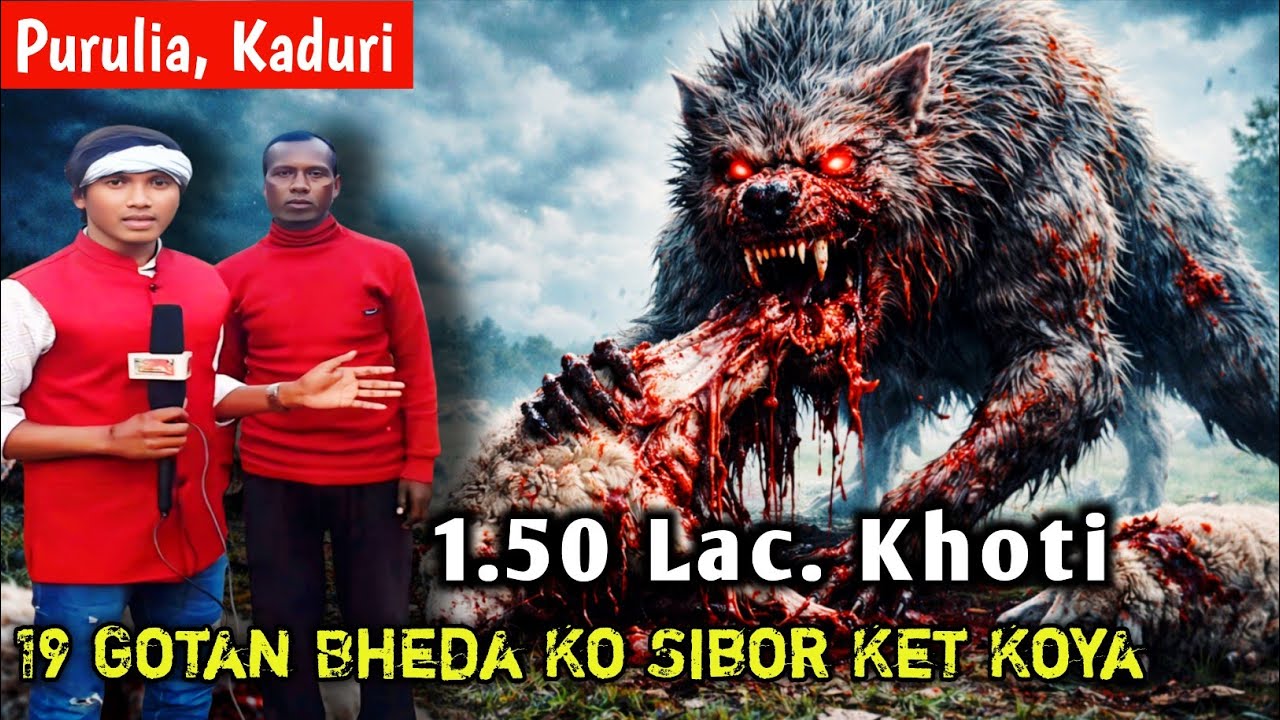 19 Gotan Bheda Ko Sibor Ket Koya//Purulia Kaduri News//Sawnta Aven@sawntaaven95 