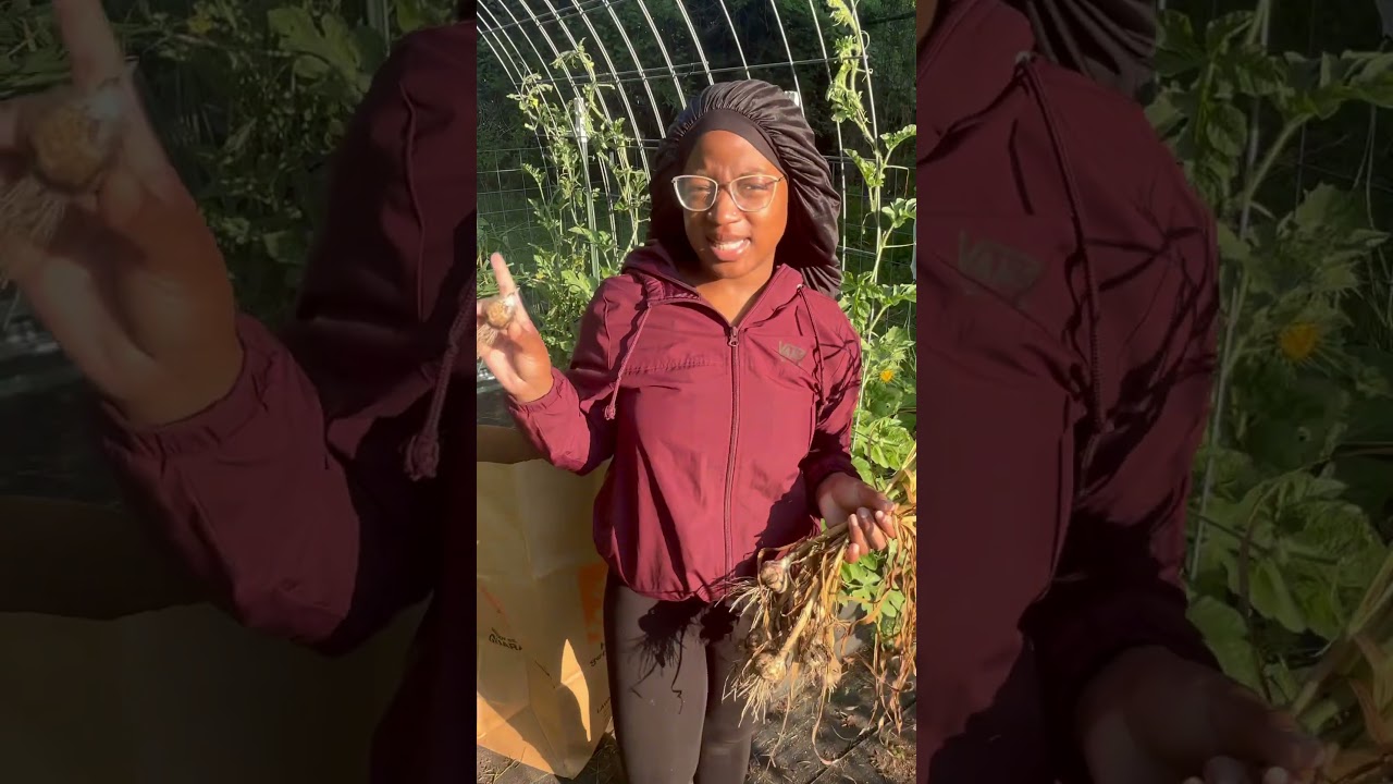 Pulling Soft Neck Garlic | Zone 6b #gardening #gardeninginmichigan #garlicgrowing #softneckgarlic