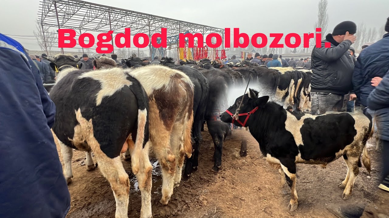 Mol bozor narxlari bozor qizgin buldi.