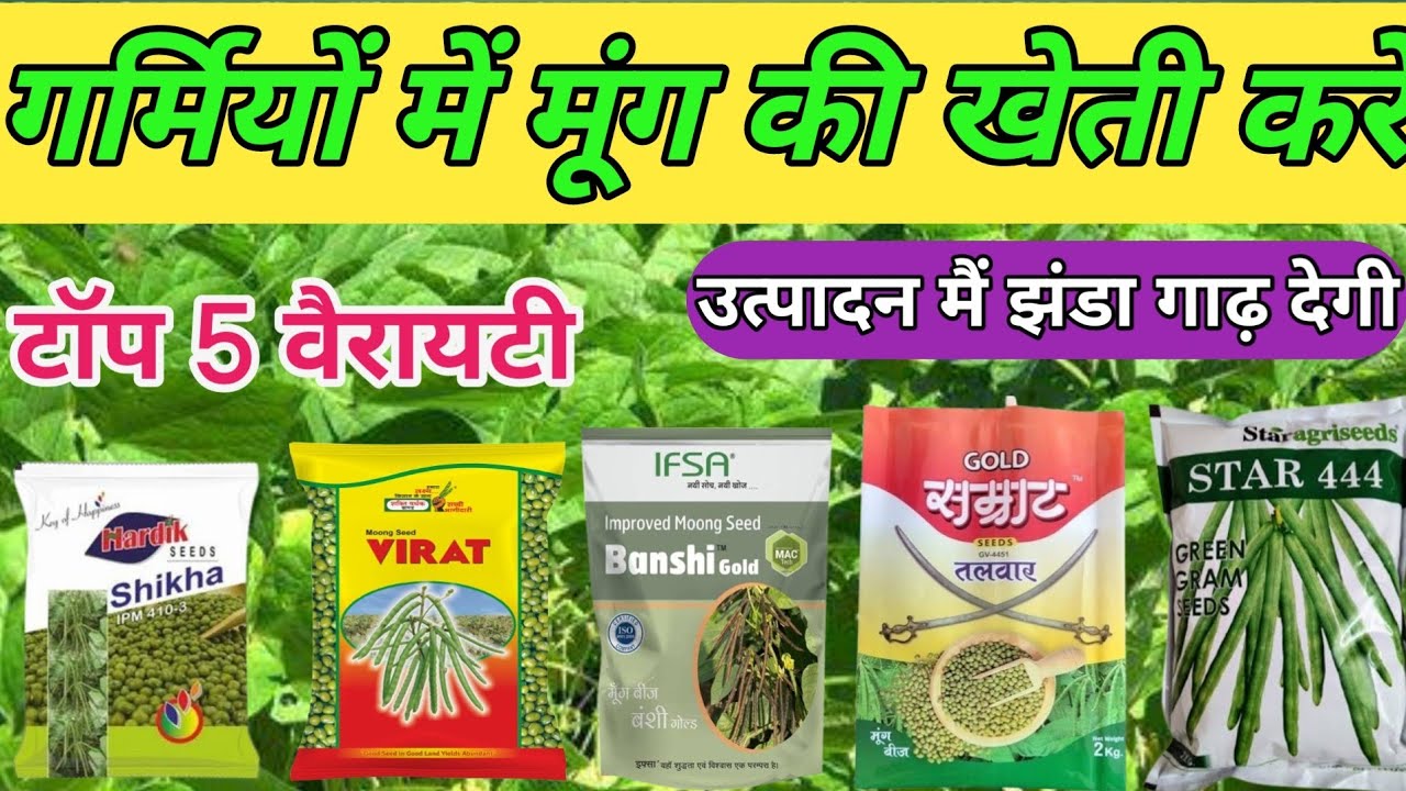 मूंग की टॉप 5 वैरायटी | मूंग की खेती | गर्मियों में मूंग की खेती कैसे करें | mong ki variety