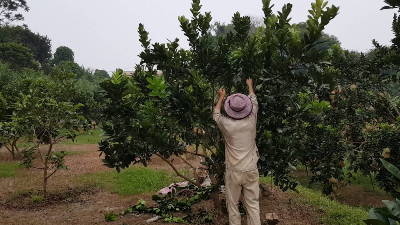 HÀ BƯỞI NGON TƯ VẤN CẮT TỈA CÀNH BƯỞI : 0968 12 9996