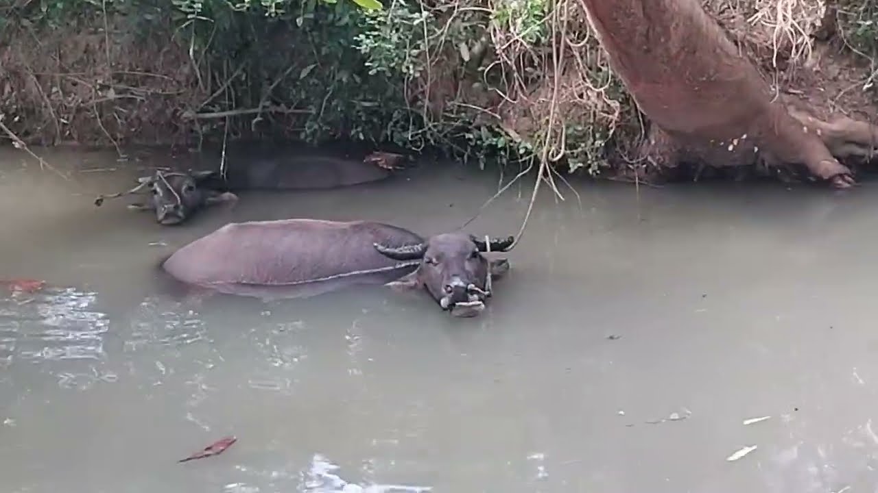A very hot day but these water buffalos are thriving in Inayawan, Visayas, Philipphines 28.01.2025