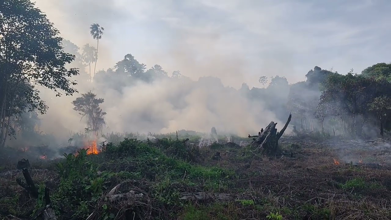 LANJUT PART 2 MELANJUTKAN PEMBAKARAN LAHAN BELAKANG 