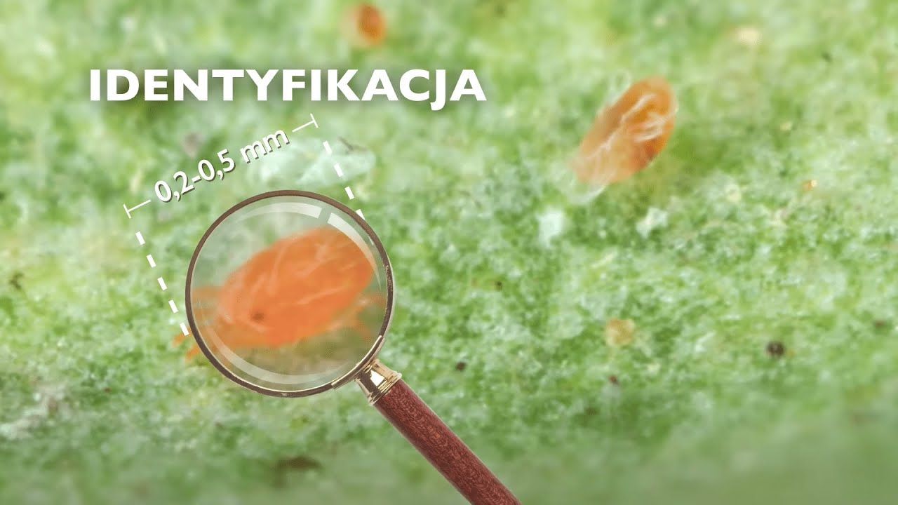 Środek przędziorkobójczy Ortus 05 SC – śmiertelnie skuteczny