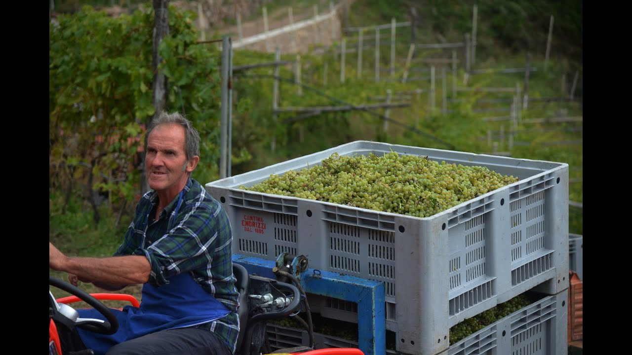 Vendemmia Delle Forche 2021 - Il Film