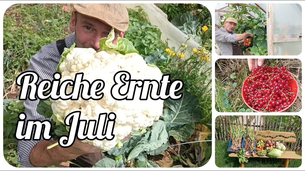 Reiche Ernte im Juli Tomaten, Paprika, Blumenkohl und vieles mehr.