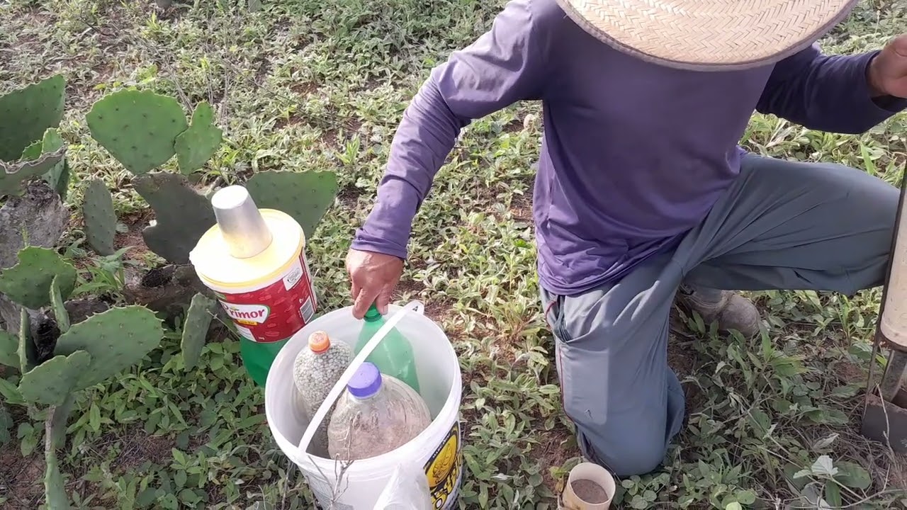 #plantando feijão na matraca 