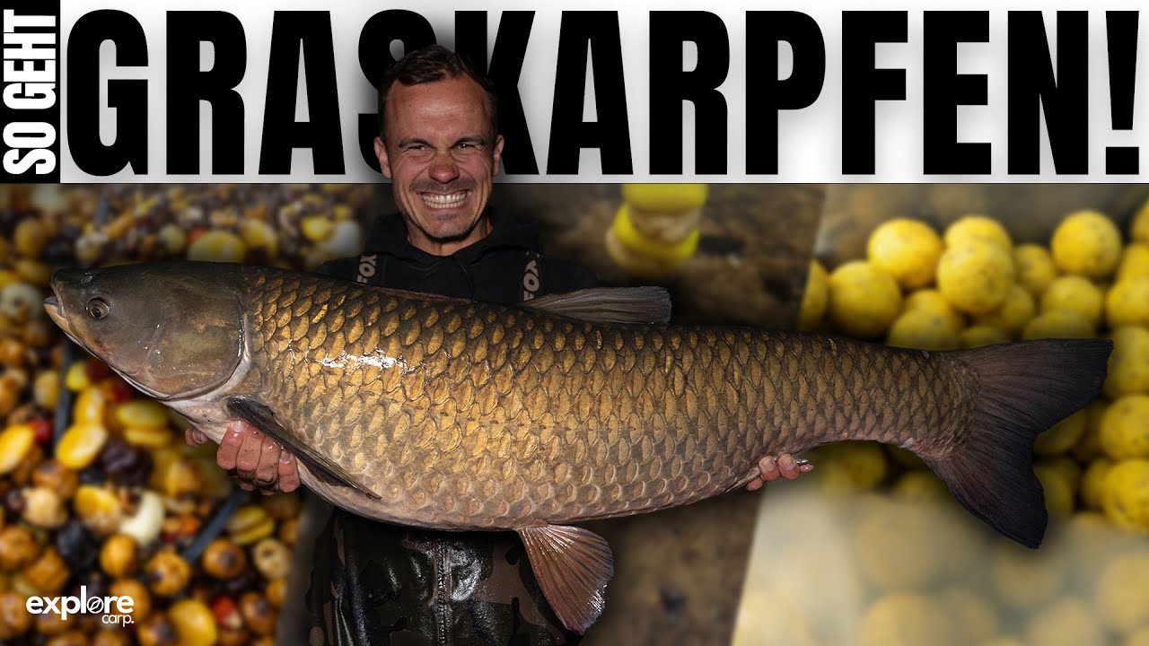 GEZIELTES KARPFENANGELN AUF GRASKARPFEN! 🔥 Riesen Graskarpfen + Gewinnspiel! Fox International | BLB