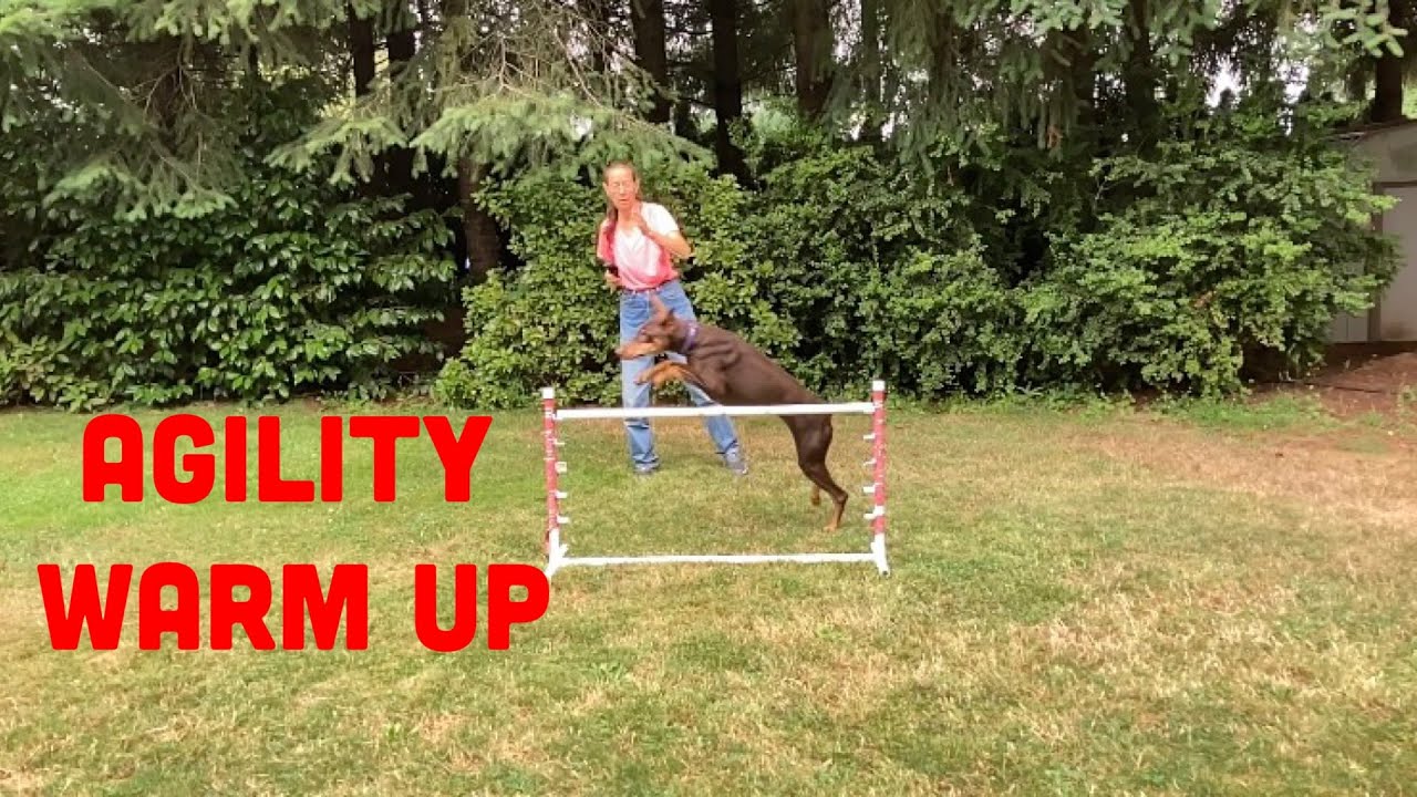 Boost Your Dog’s Performance: The Secret to Pre-Agility Warm Up