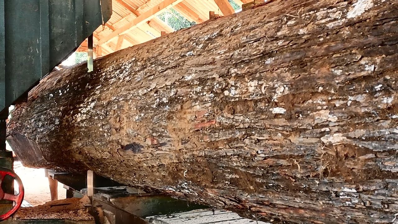 Peek into the greatest techniques of giant Wood Processing at the sawmill | turning wood into slabs 
