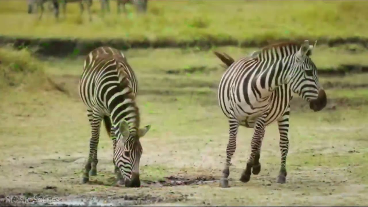 Africa Dance (Pamoja)🦓🦁🦩🐘#azaleastars  #myanmar #africadance