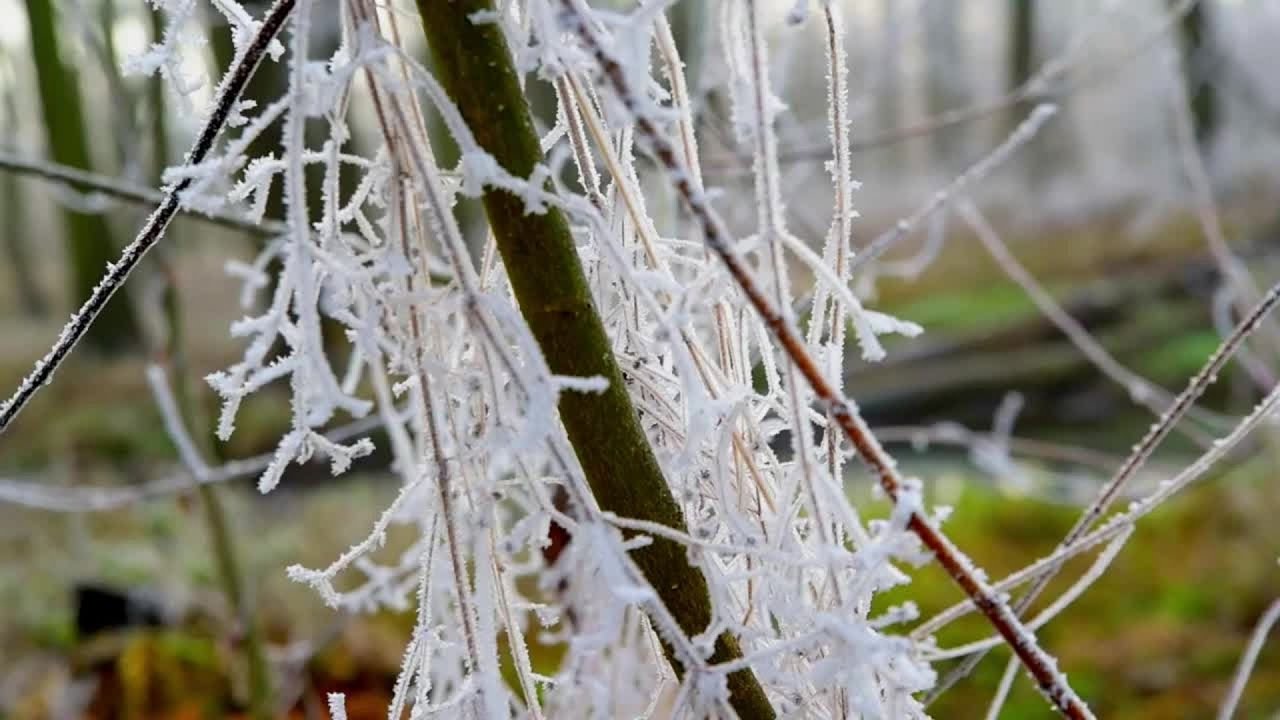 Spring frost over grape crops