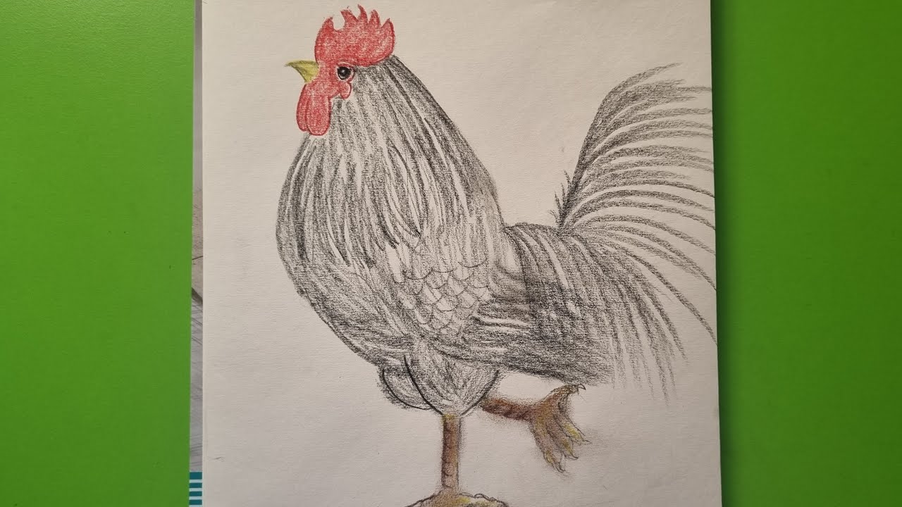 Rooster drawing | Easy Pencil Drawing Step by Step