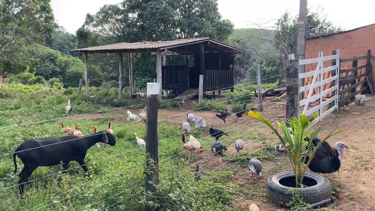MEU SÍTIO MEU PARAÍSO DAS AVES, ENCONTREI UM NINHO NO MATO 
