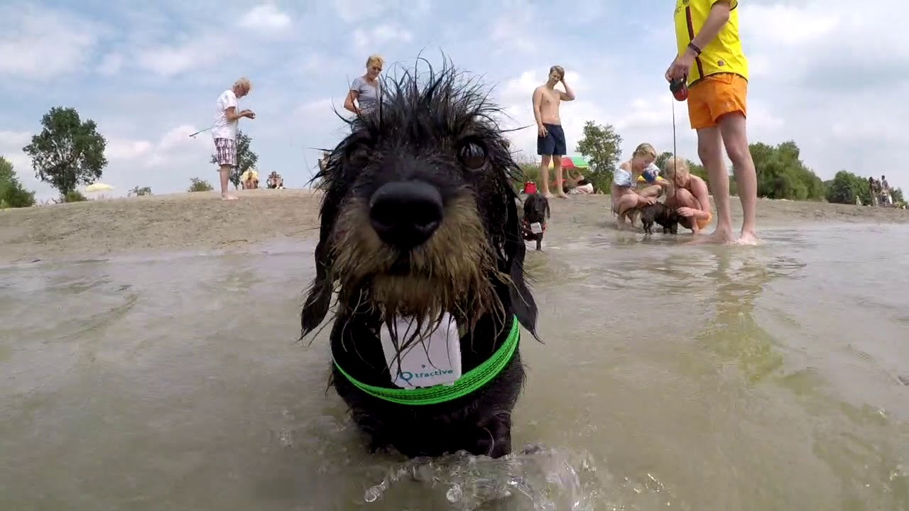 Ruwhaar Teckelkennel van 't Rief
