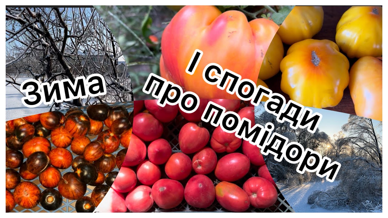 Зима і спогади про врожай помідорів сезону 2025. Частина 2.