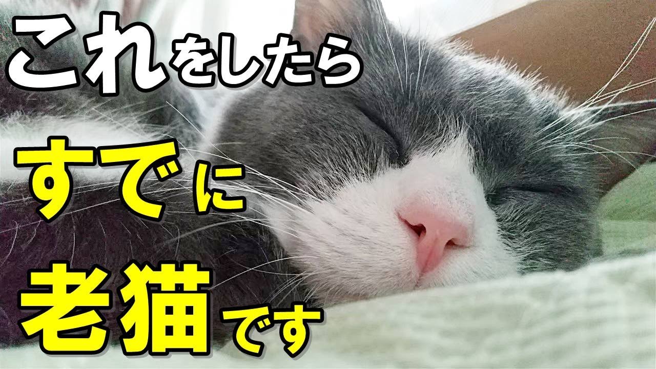 もうすでに老猫？猫がシニア期に入った時に見せる行動【保護猫】