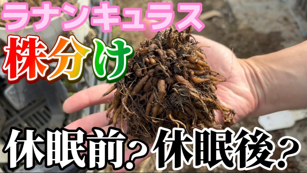 株分けは休眠前？休眠後？【ラナンキュラスラックス】【ランドセルシリーズ】【園芸のぶチャンネル】