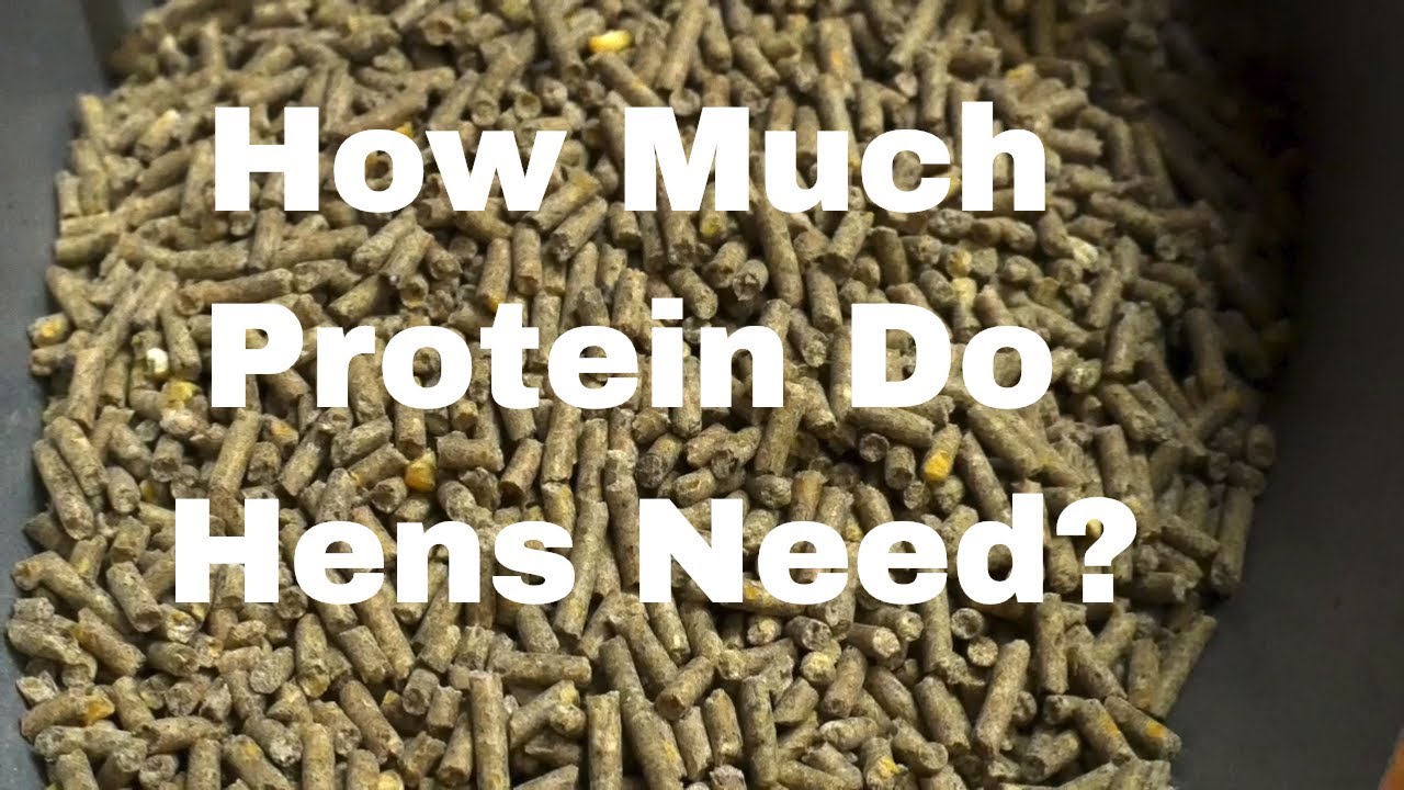 What Protein Percentage Do Laying Hens Need?