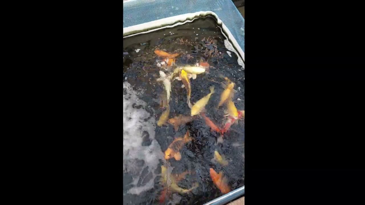 Japanische Koi in Kleinwallstadt