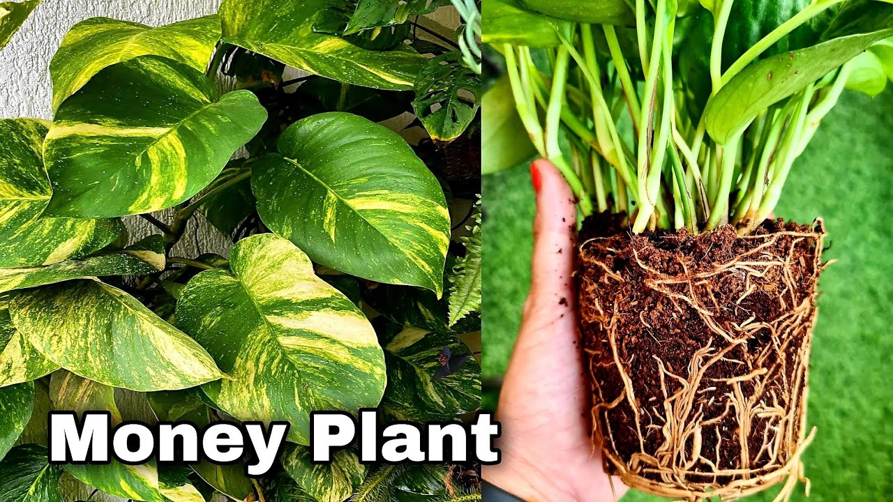 How to Grow Money Plant in soil, Propagate money plant cuttings