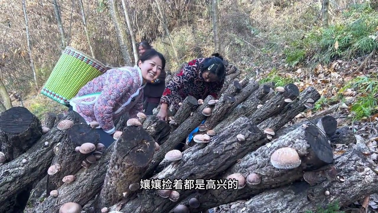 冬天也有捡不完的菌子，这种香菇太难得了，小时候的味道！
