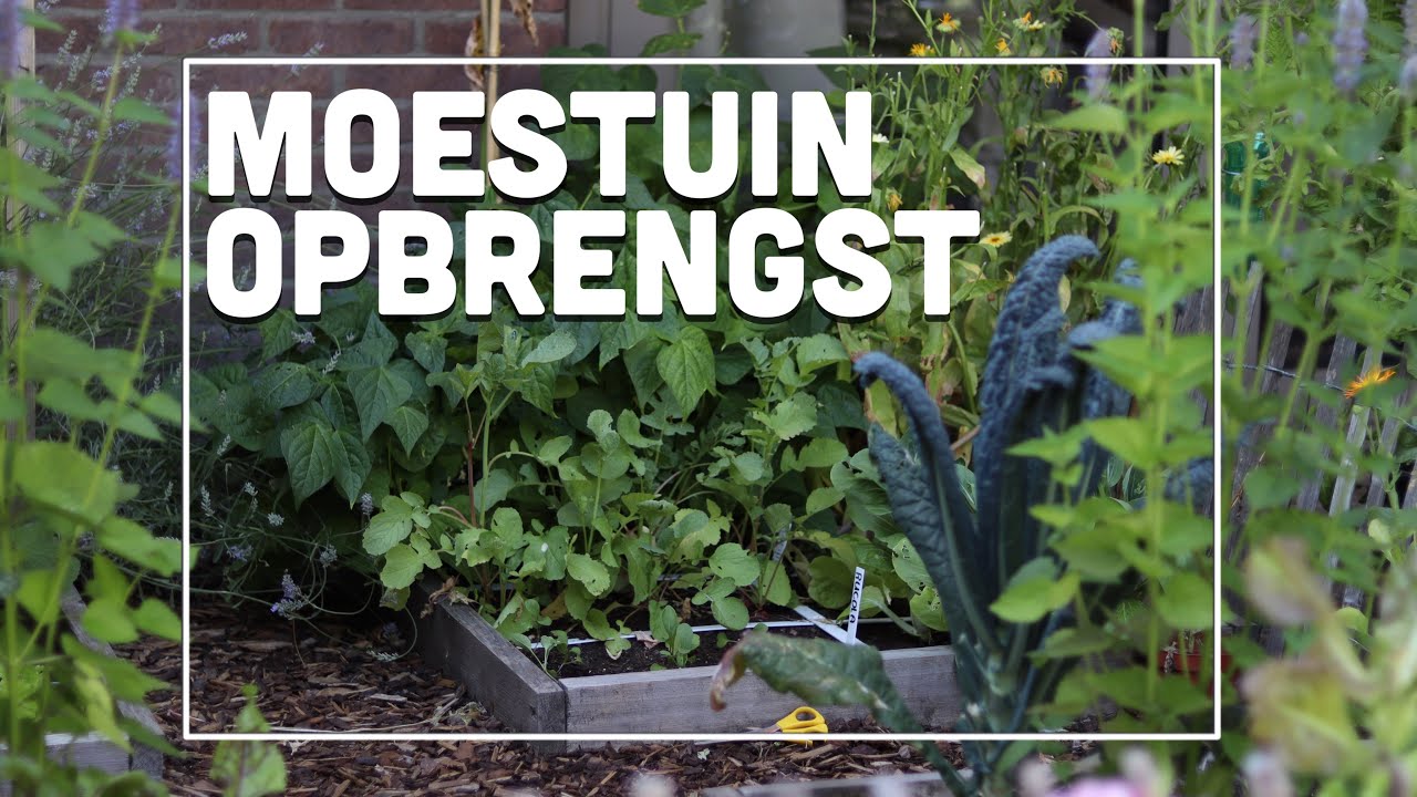 Mijn totale opbrengst in 2022! - Maxim's Moestuin #32