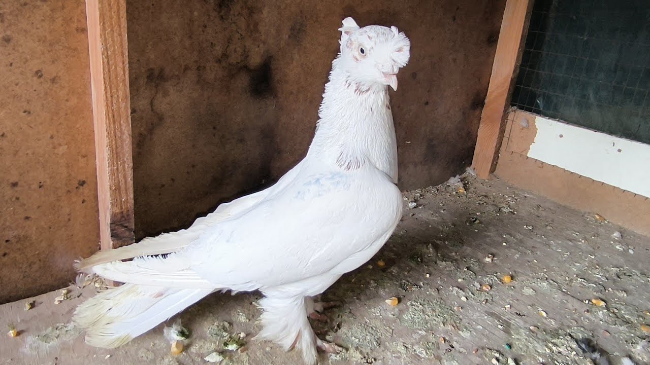 Asaka kabutar bozor 
