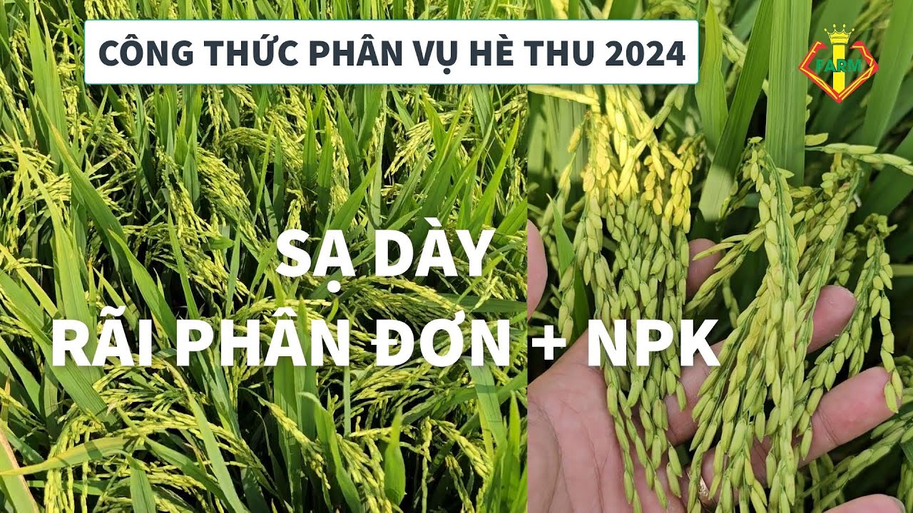 LÚA DÀY, ĐT8 SẠ 23KG - CHIA SẺ CÔNG THỨC PHÂN ĐƠN + NPK VÀ KẾT QUẢ