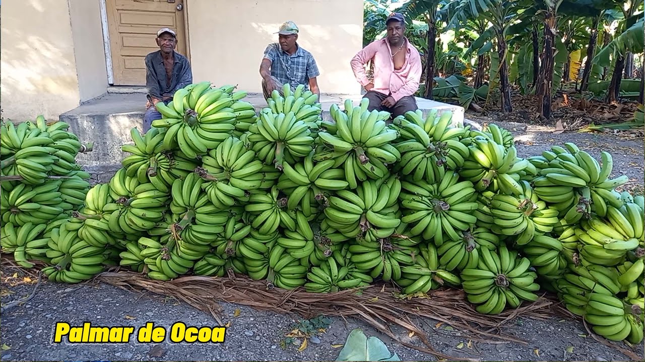 En vivo aventura por Palmar de Ocoa Baní, La vida del campo.