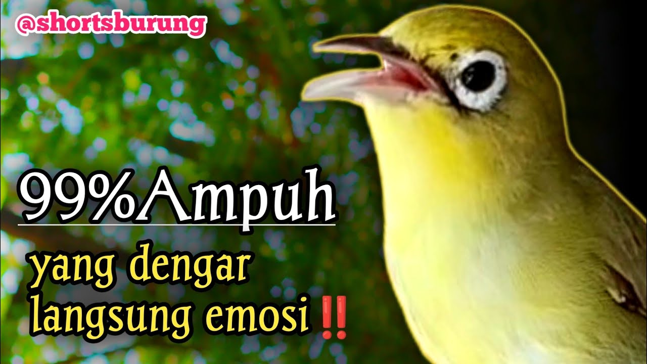 MASTERAN KECIAL KUNING LOMBA SUARA CIAK CIAK JOSS || TERAPI KECIAL KUNING MALAS BUNYI