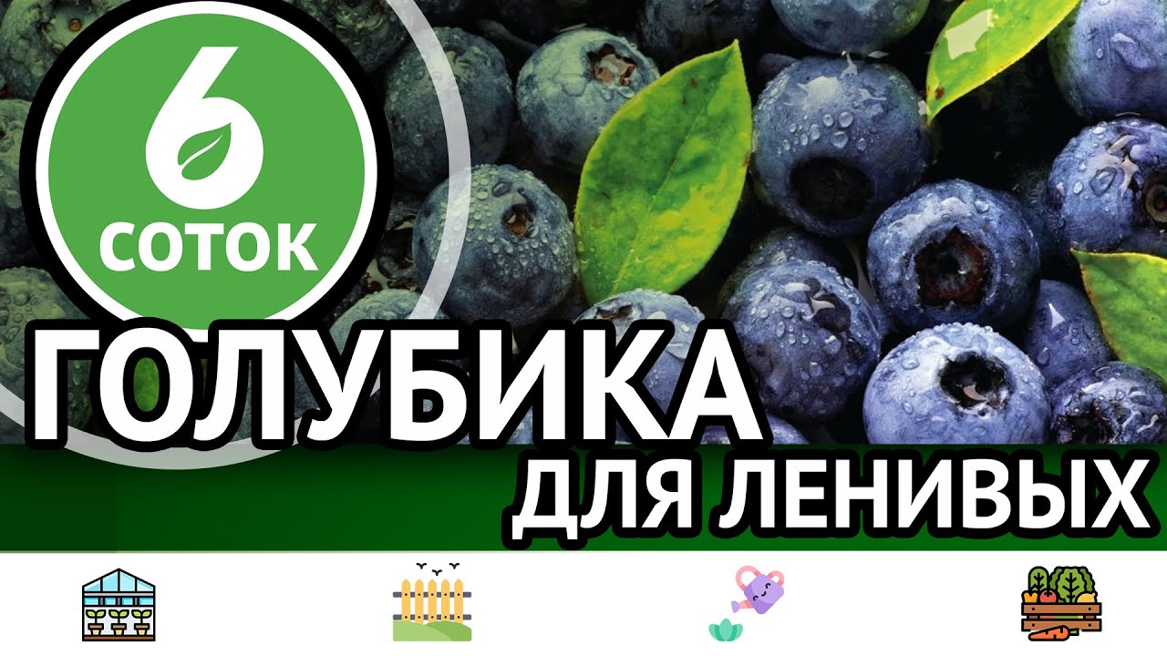Почему не цветет гранат. Голубика для ленивых. 9 кг смородины с куста. 6 соток 11.07.2022