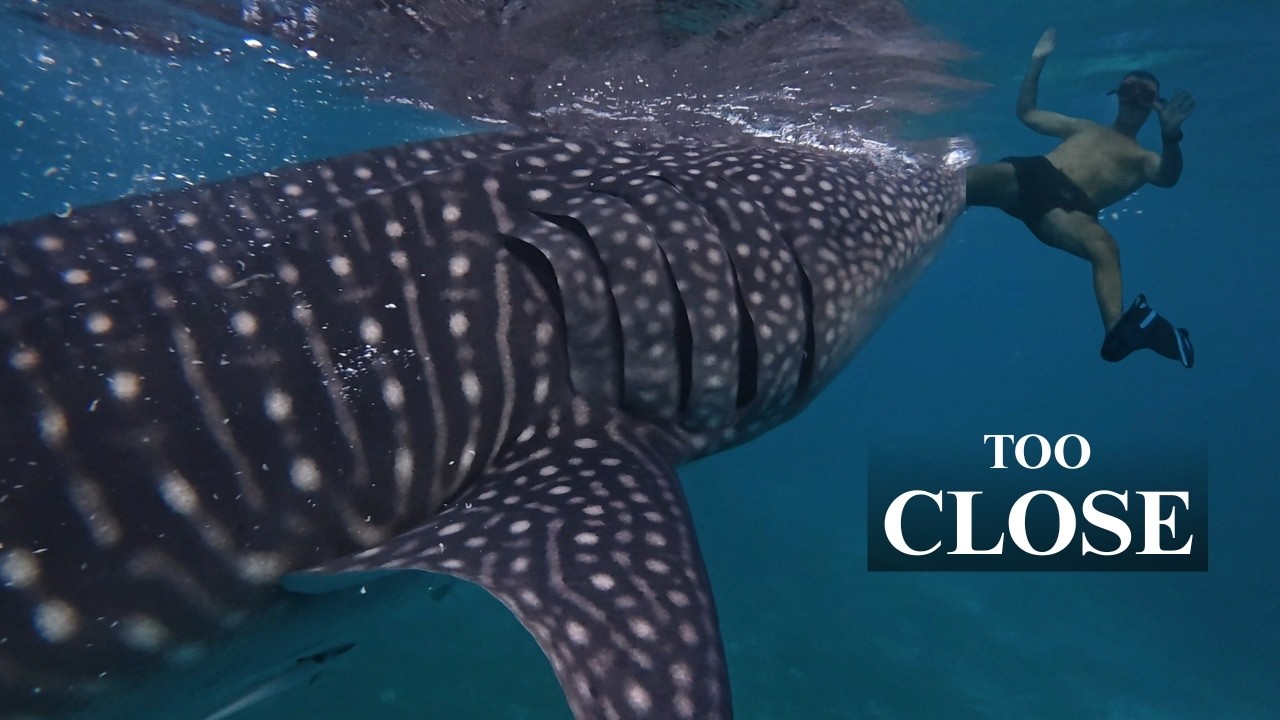 One of the most incredible experiences in my life | 🐋Swimming with Whale Sharks in Philippines