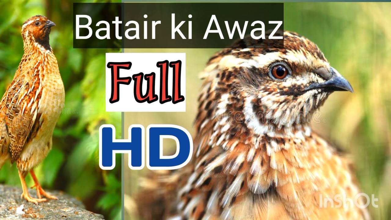 Batair ki Awaz chetar ka shikar | گندم کے موسم میں بٹیر کو پکڑنے کے لیے بہترین اواز | Quail vice