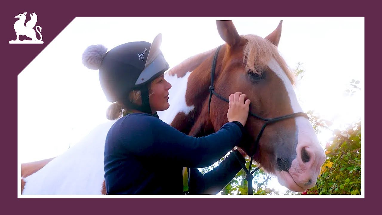 Animal Management & Equine Studies at Bicton College