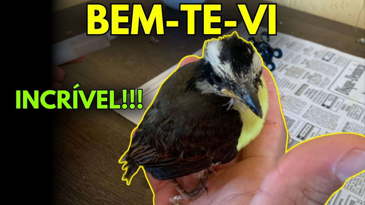 COMO CUIDAR DE UM  BEM-TE-VI NA PRÁTICA