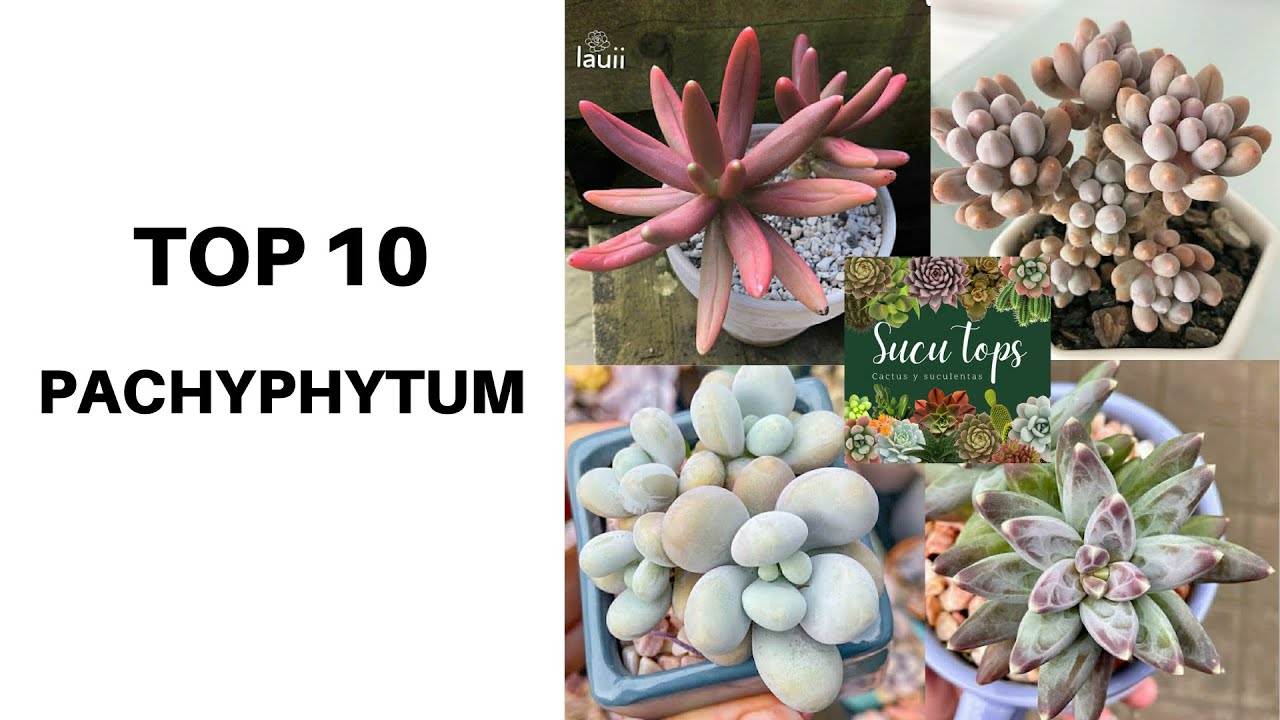 TOP 10 PACHYPHYTUM