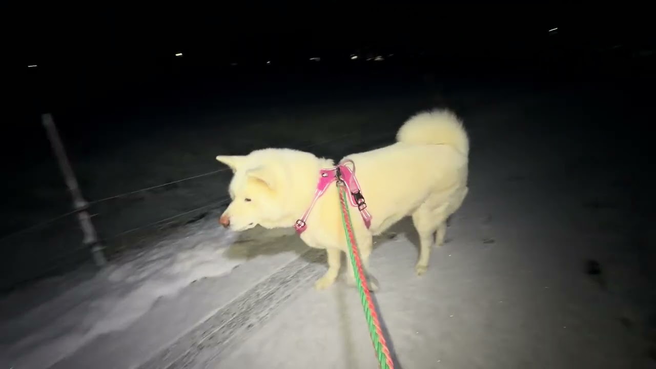 【今日のシロちゃん】我が家の秋田犬シロ(悠真)Akita 🐕２０２６年１月２２日朝散歩